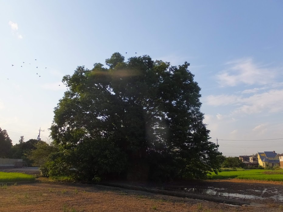 f:id:koro111koyampi:20180724191243j:plain