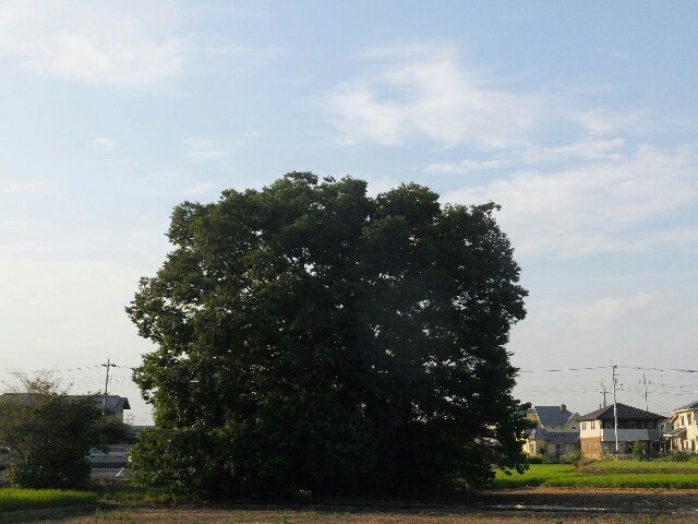 f:id:koro111koyampi:20180725054242j:image