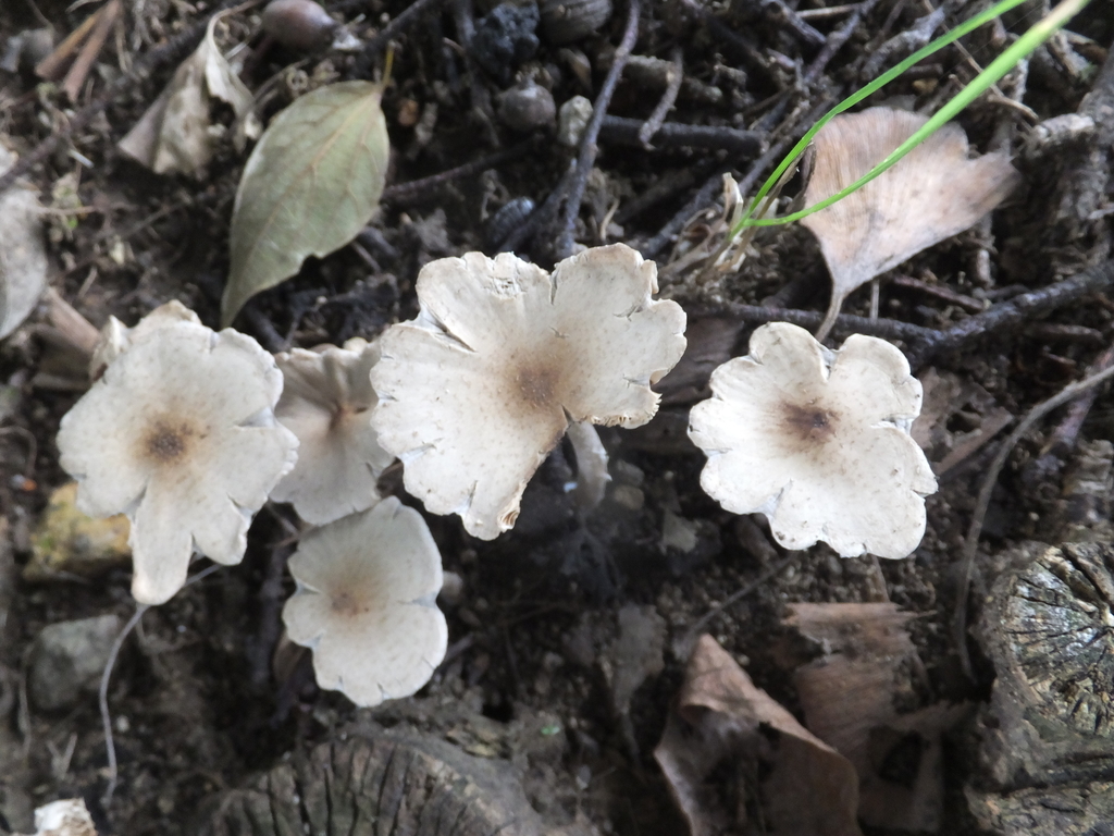 f:id:koro111koyampi:20180910191447j:plain