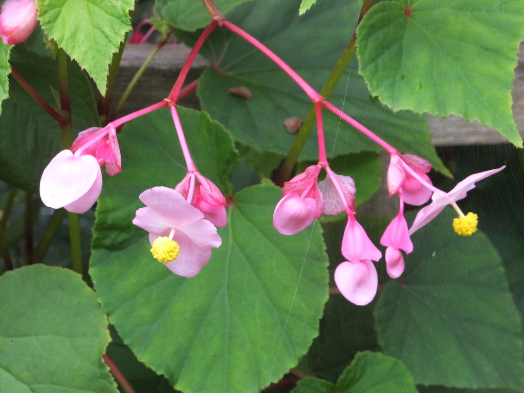 f:id:koro111koyampi:20180910193541j:plain