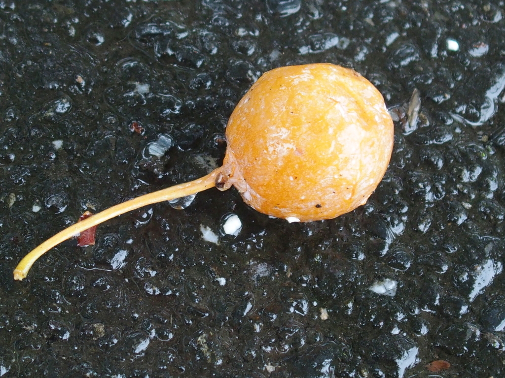 f:id:koro111koyampi:20181012190133j:plain