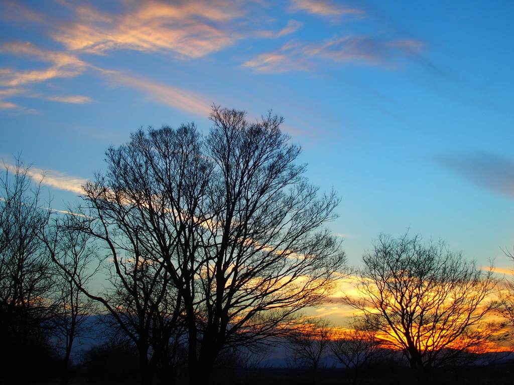 f:id:koro111koyampi:20190111183733j:plain