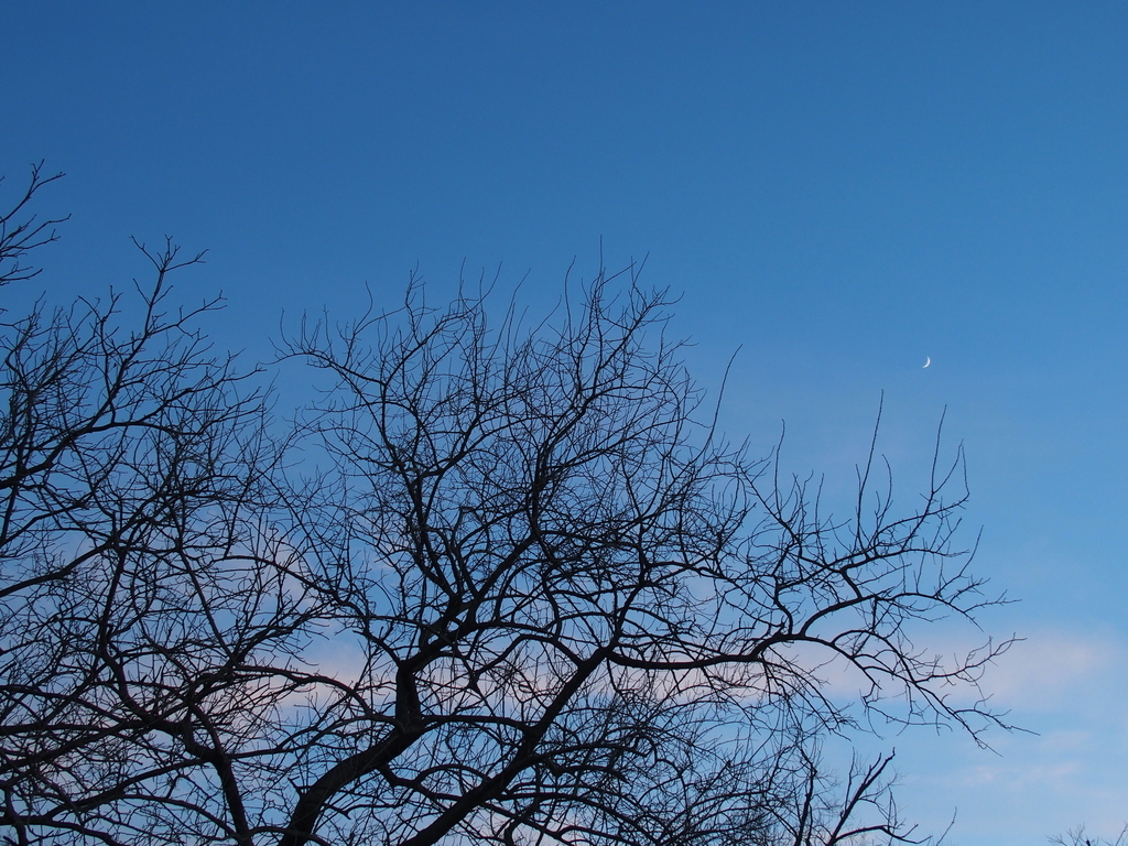 f:id:koro111koyampi:20190111184050j:plain