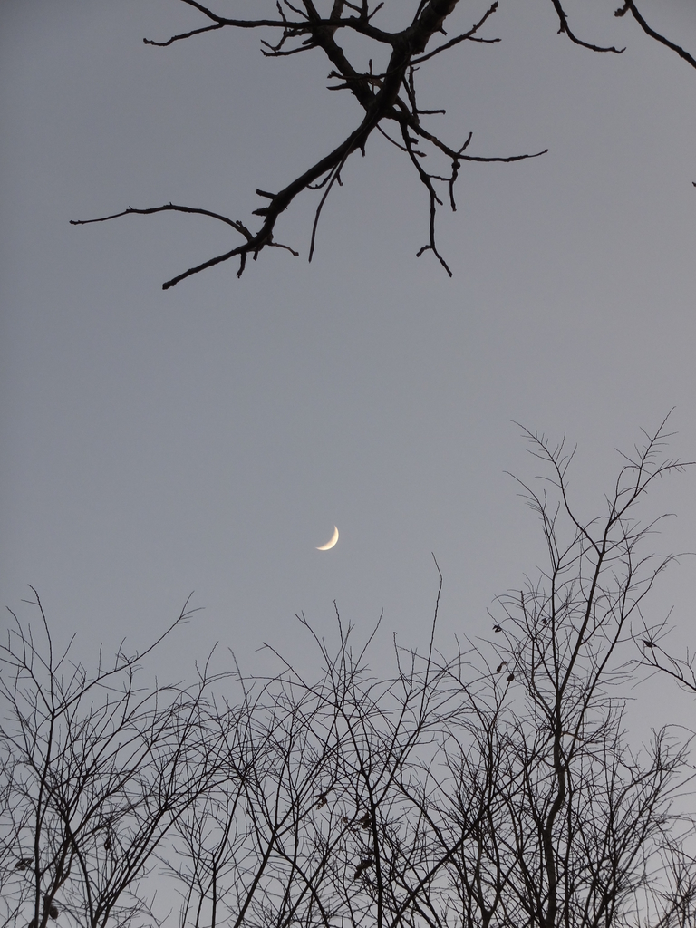 f:id:koro111koyampi:20190111184214j:plain