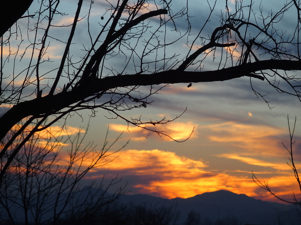 f:id:koro111koyampi:20190111184628j:plain