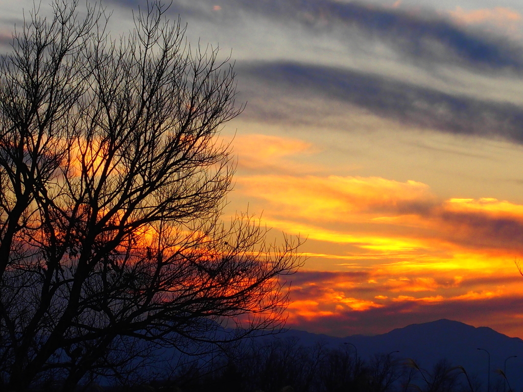 f:id:koro111koyampi:20190111185134j:plain