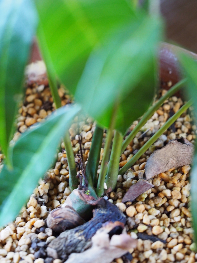 f:id:koro111koyampi:20190215200642j:plain