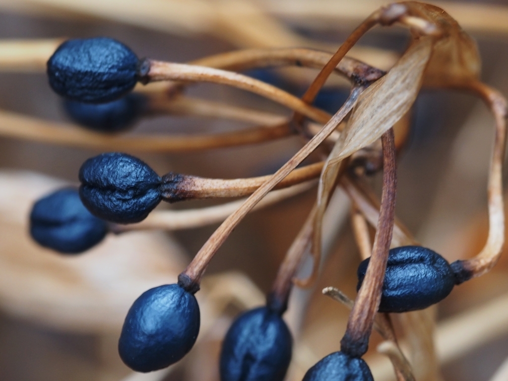 f:id:koro111koyampi:20190307215940j:plain f:id:koro111koyampi:20190307215940j:plain