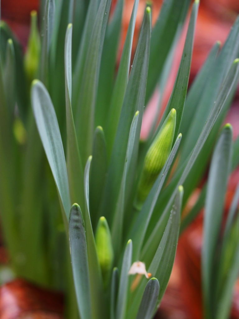 f:id:koro111koyampi:20190307220048j:plain f:id:koro111koyampi:20190307220048j:plain