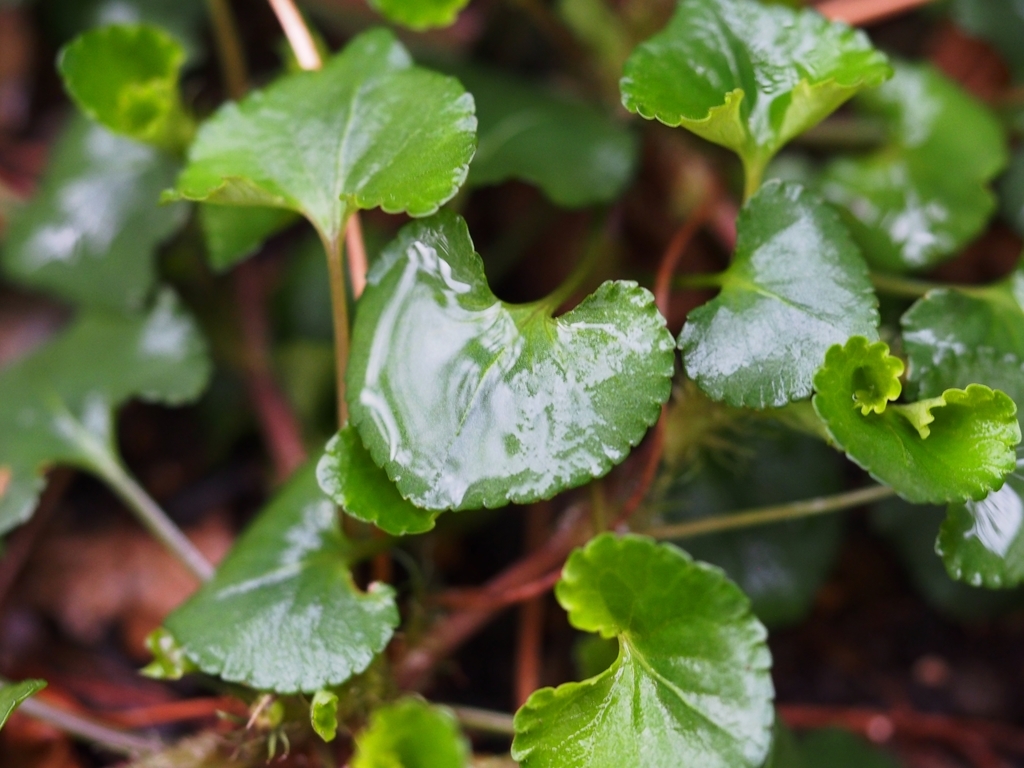 f:id:koro111koyampi:20190307220140j:plain f:id:koro111koyampi:20190307220140j:plain