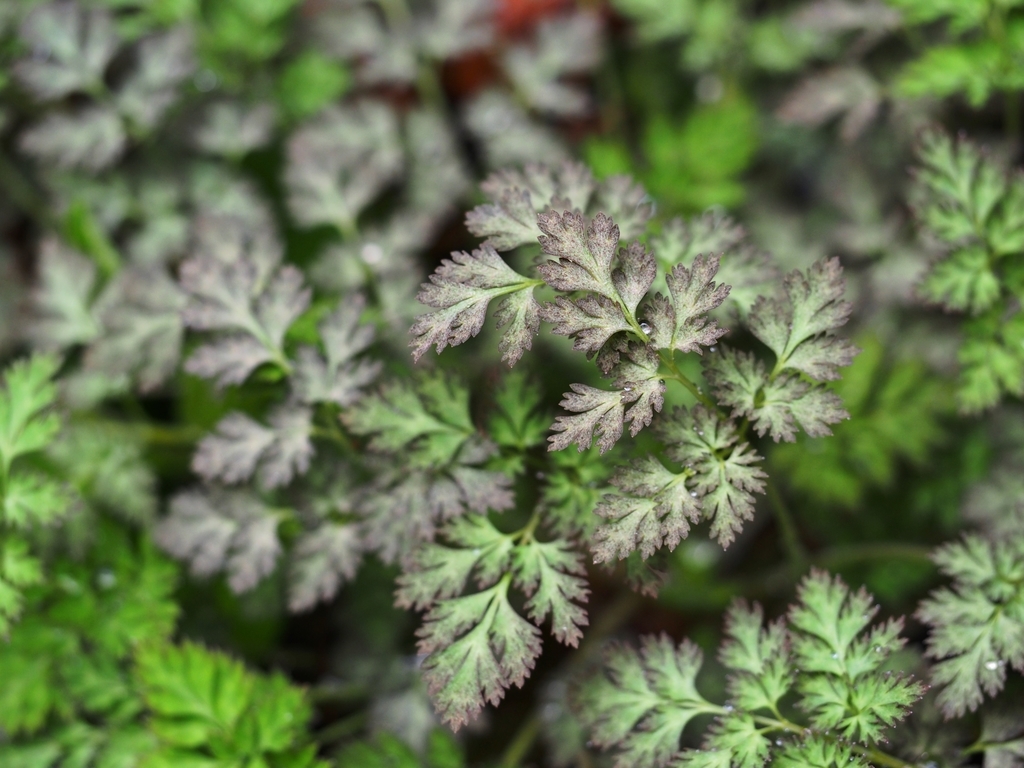 f:id:koro111koyampi:20190307220154j:plain f:id:koro111koyampi:20190307220154j:plain