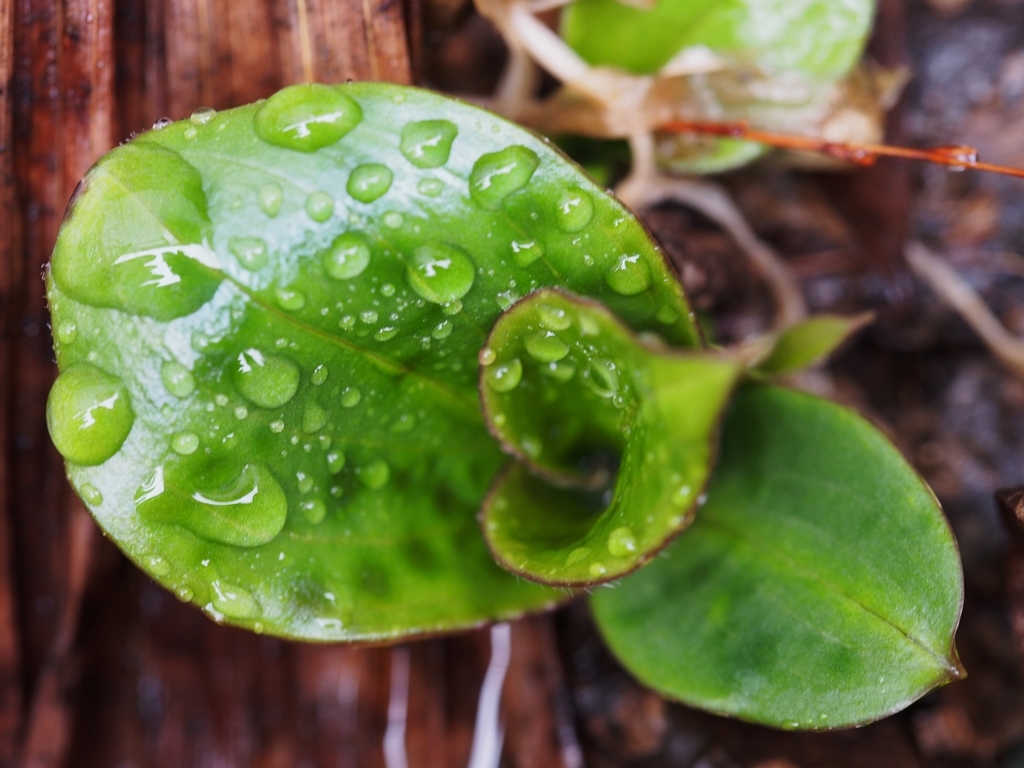 f:id:koro111koyampi:20190307220159j:plain f:id:koro111koyampi:20190307220159j:plain