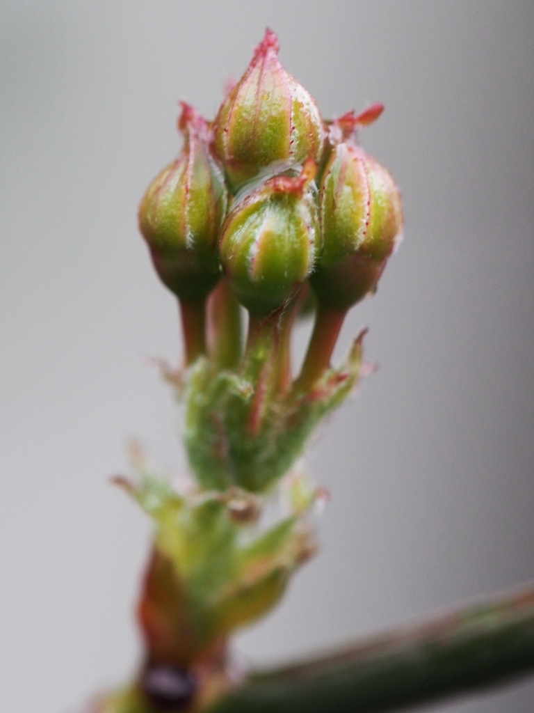 f:id:koro111koyampi:20190307220228j:plain f:id:koro111koyampi:20190307220228j:plain