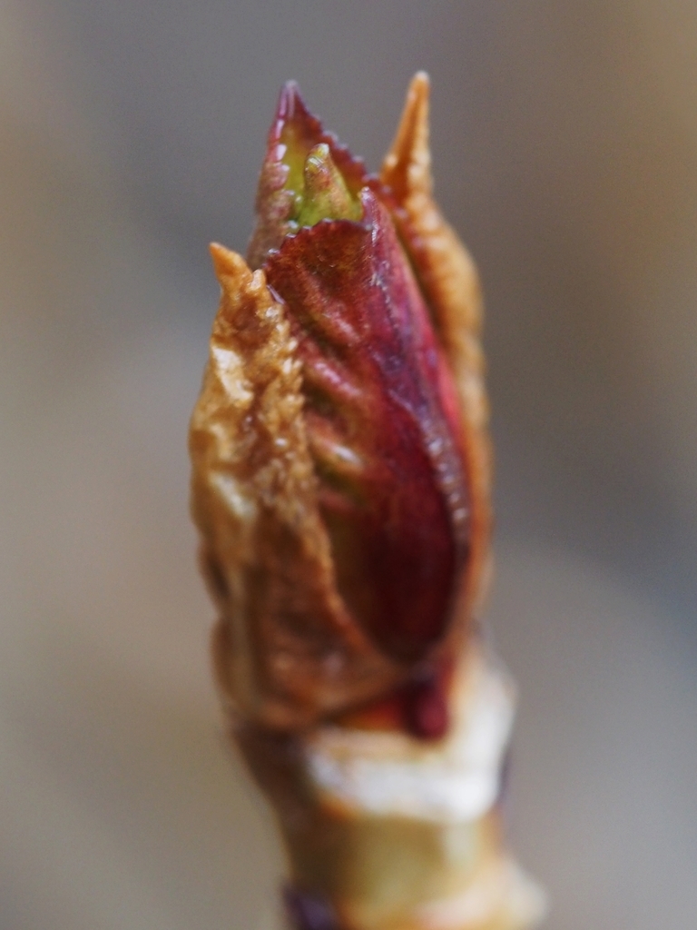 f:id:koro111koyampi:20190307220302j:plain f:id:koro111koyampi:20190307220302j:plain