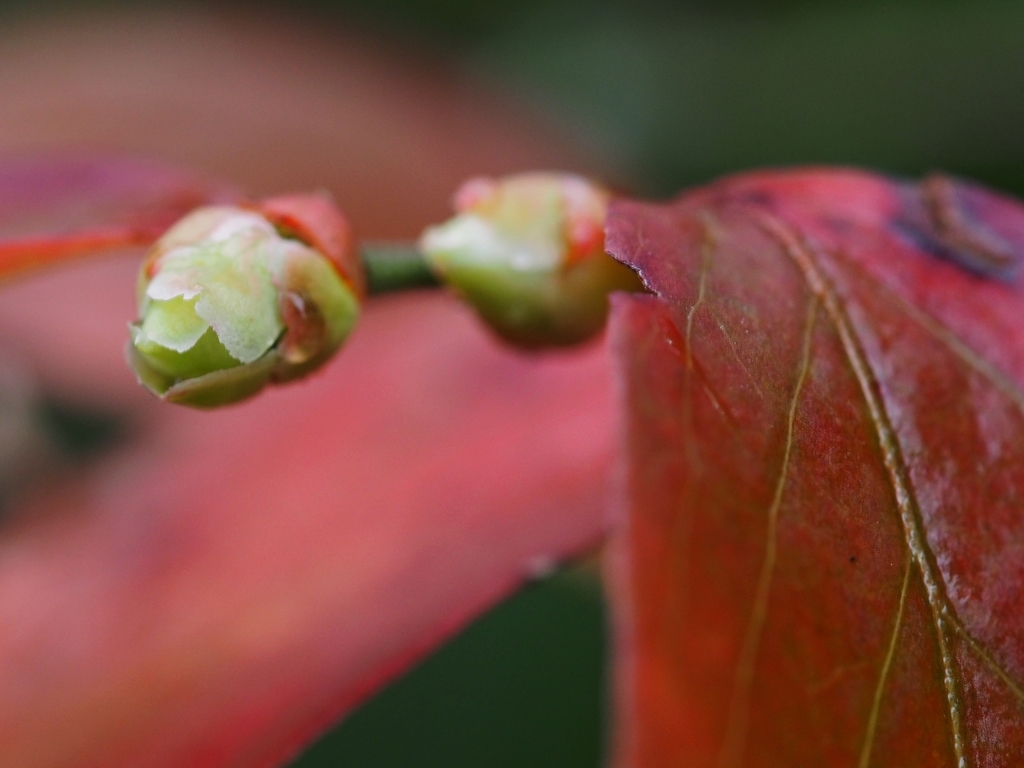 f:id:koro111koyampi:20190307220319j:plain f:id:koro111koyampi:20190307220319j:plain