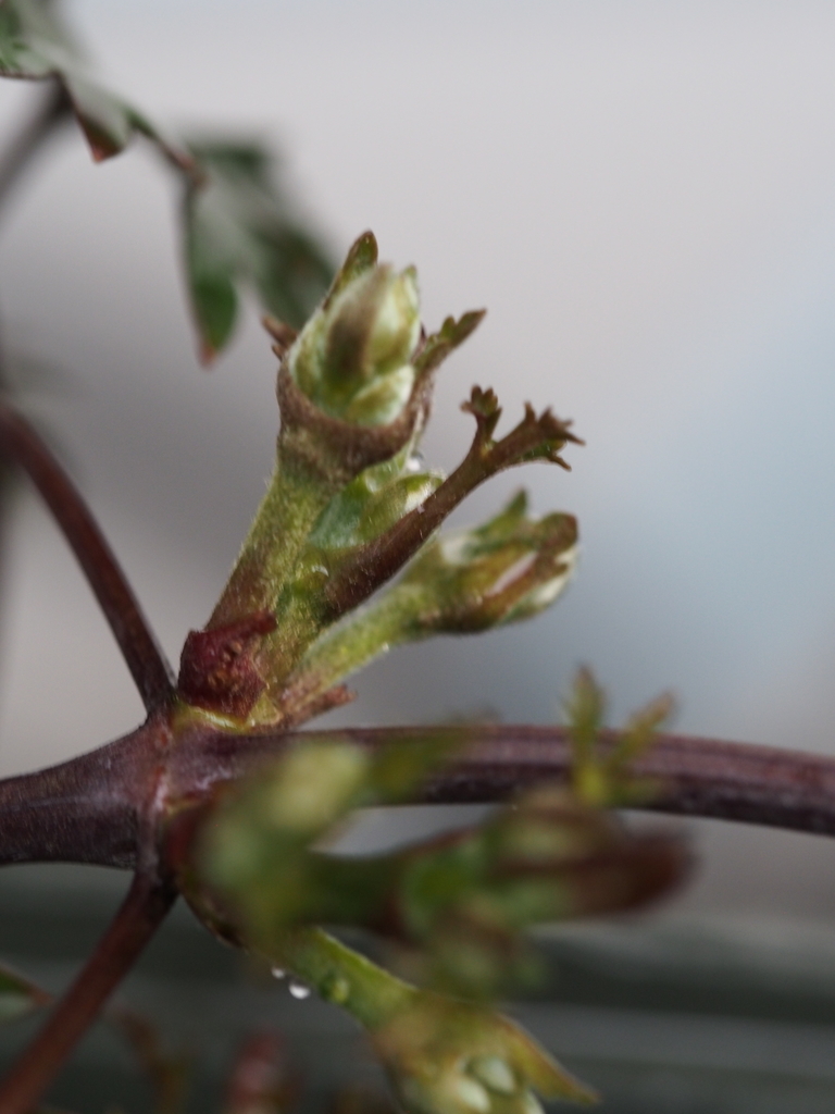 f:id:koro111koyampi:20190307223335j:plain f:id:koro111koyampi:20190307223335j:plain