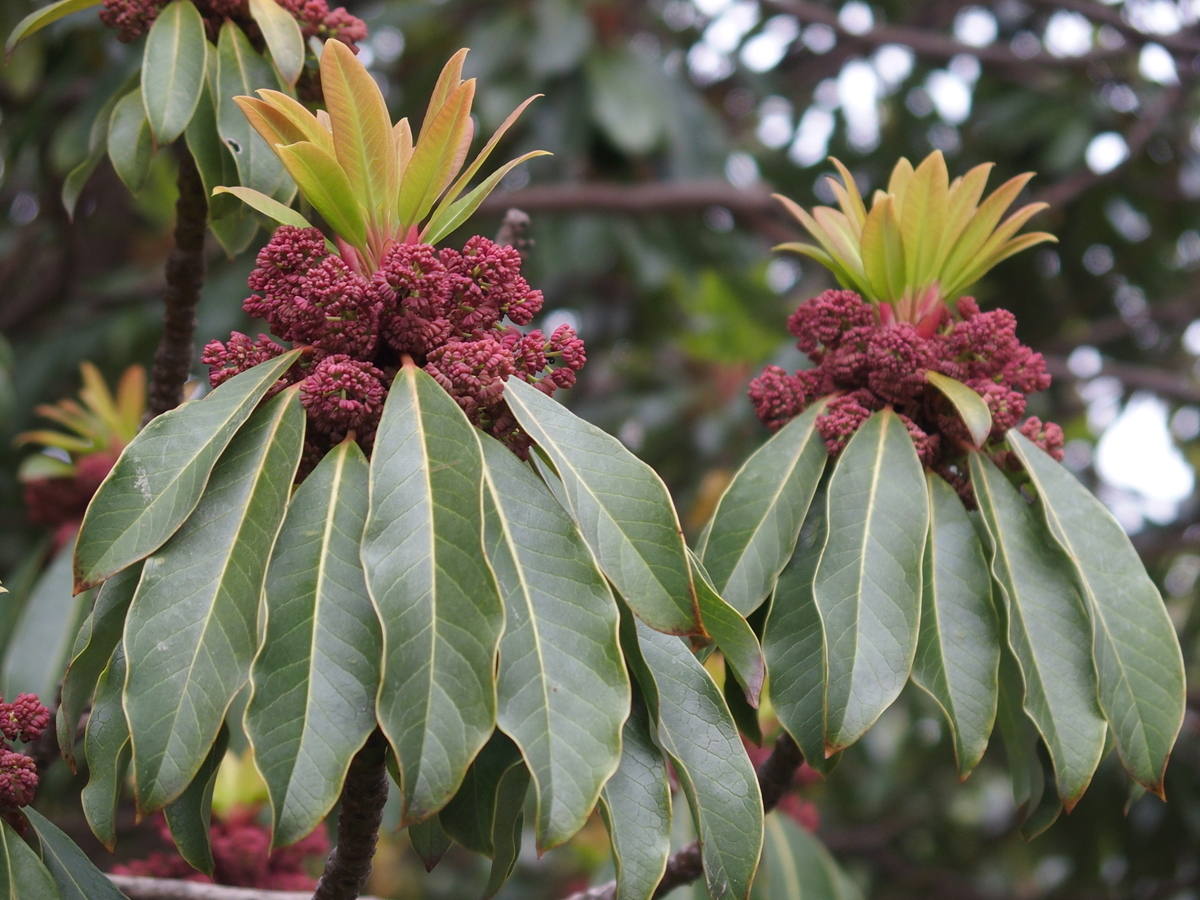 f:id:koro111koyampi:20190423221437j:plain