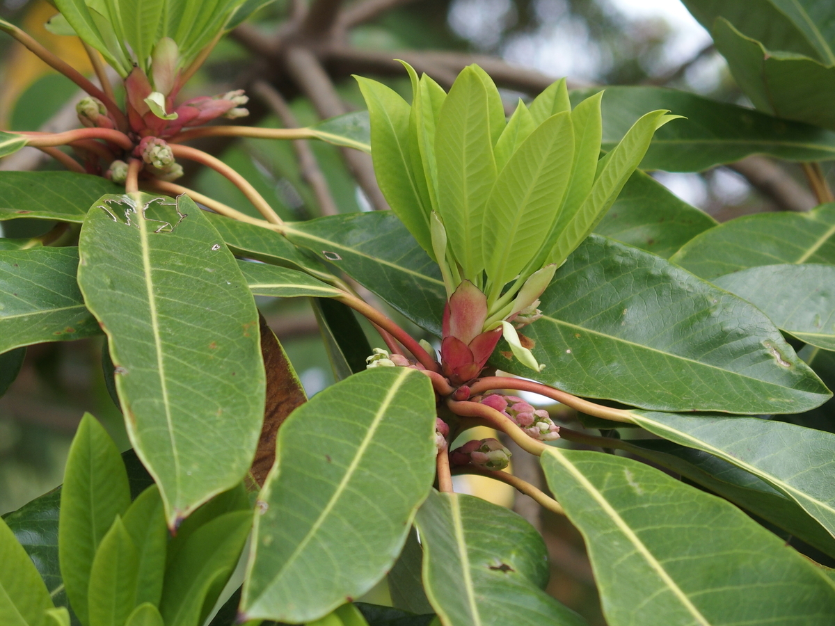 f:id:koro111koyampi:20190423221451j:plain