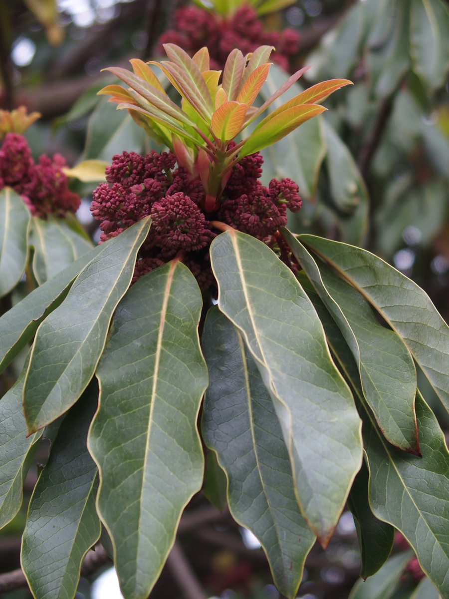 f:id:koro111koyampi:20190423221534j:plain