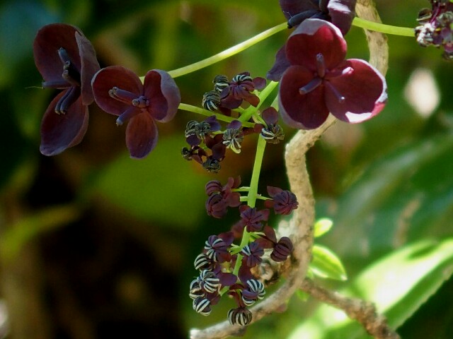 f:id:koro111koyampi:20190508201942j:image