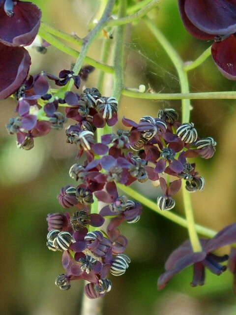 f:id:koro111koyampi:20190508202003j:image