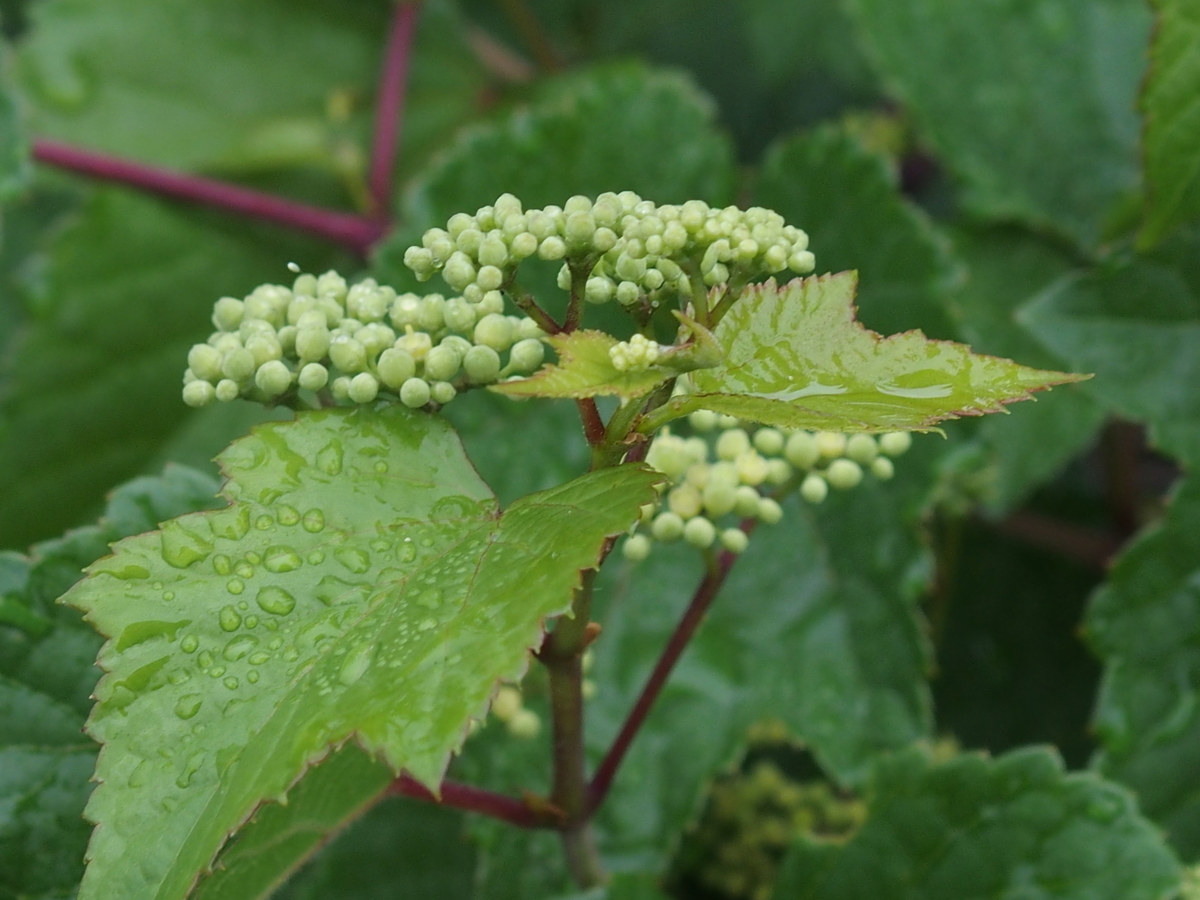 f:id:koro111koyampi:20190617144903j:plain