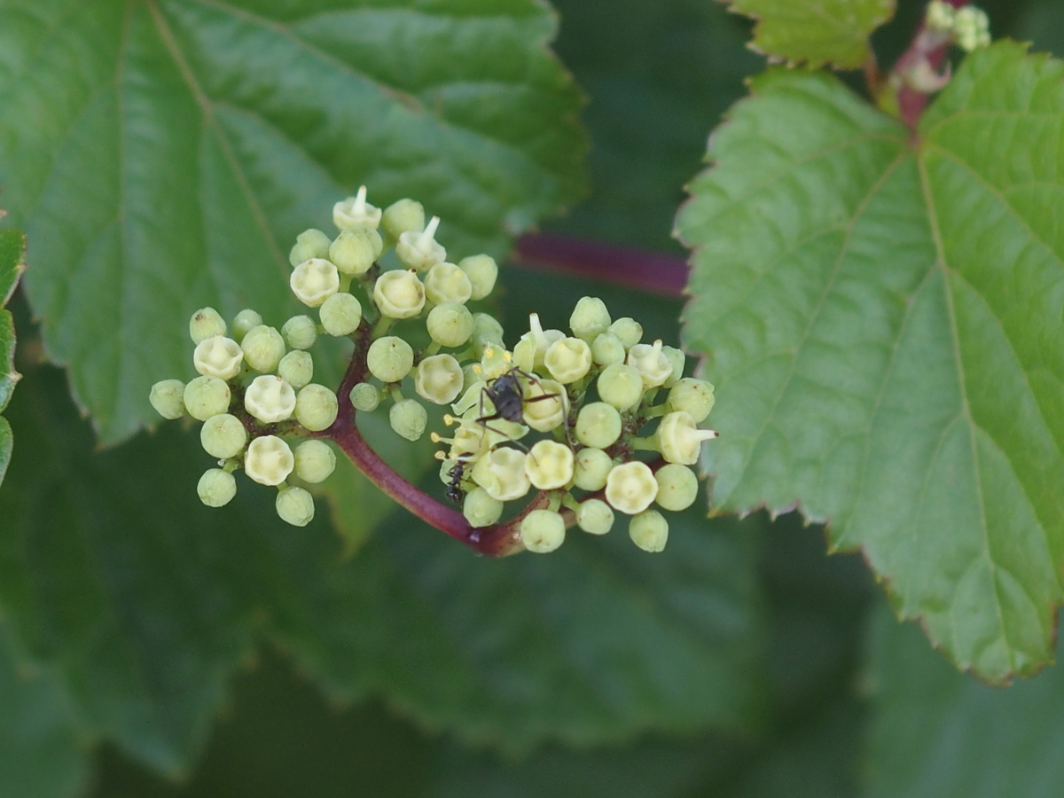 f:id:koro111koyampi:20190617145039j:plain