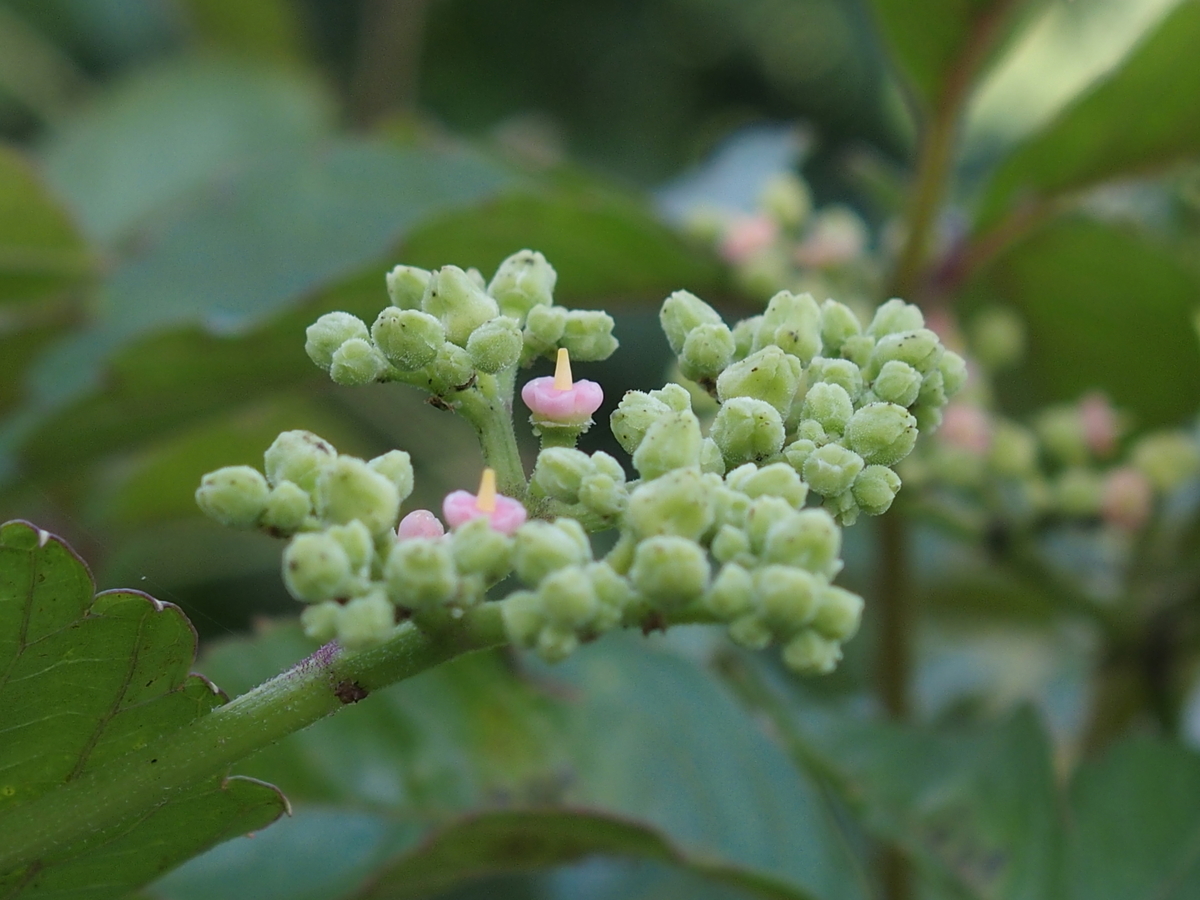 f:id:koro111koyampi:20190617145555j:plain