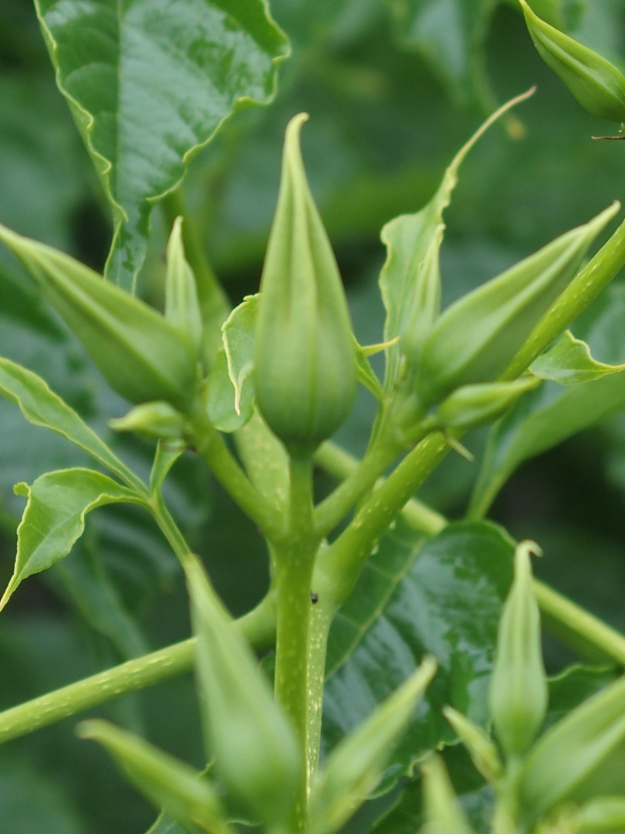 f:id:koro111koyampi:20190617145837j:plain