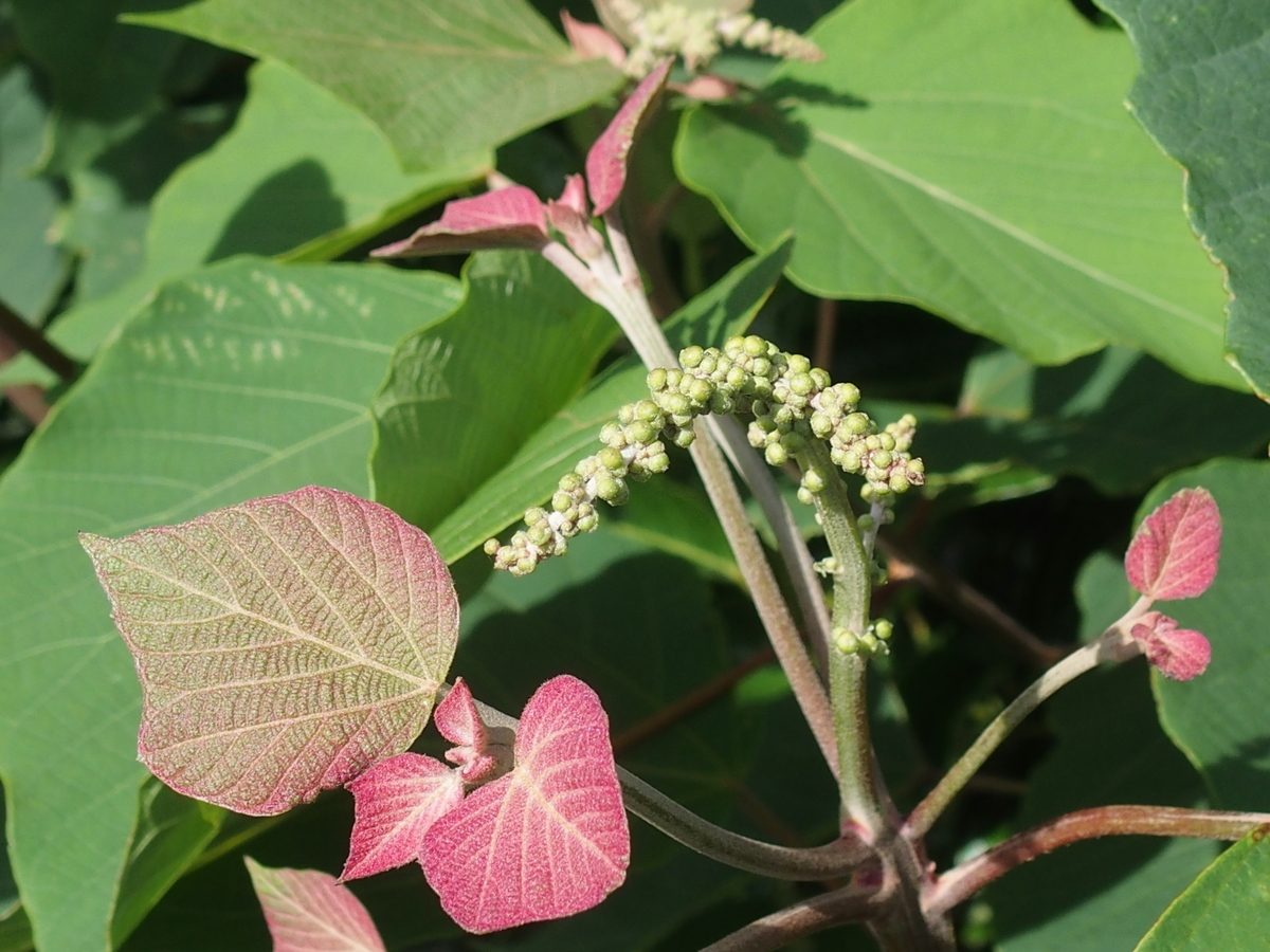 f:id:koro111koyampi:20190617150304j:plain