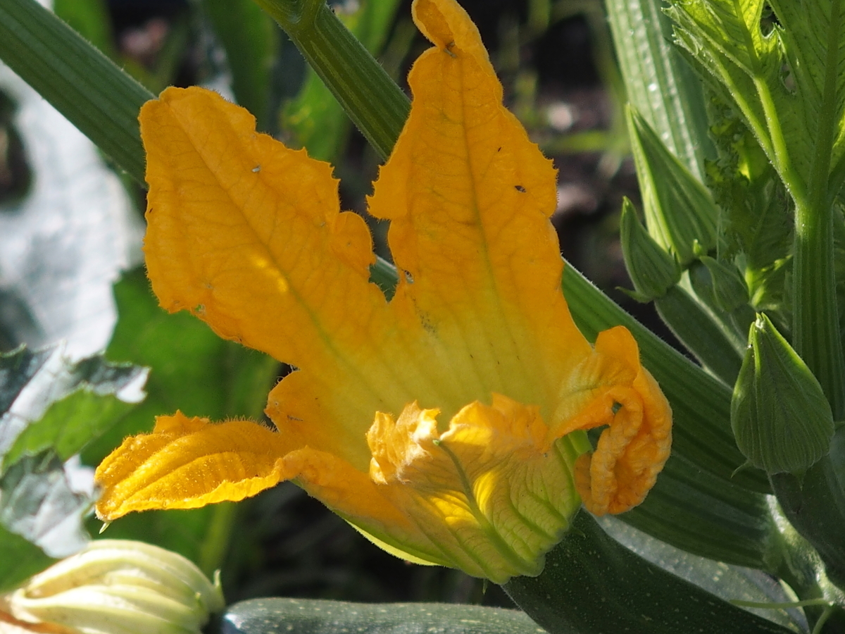 f:id:koro111koyampi:20190617150453j:plain