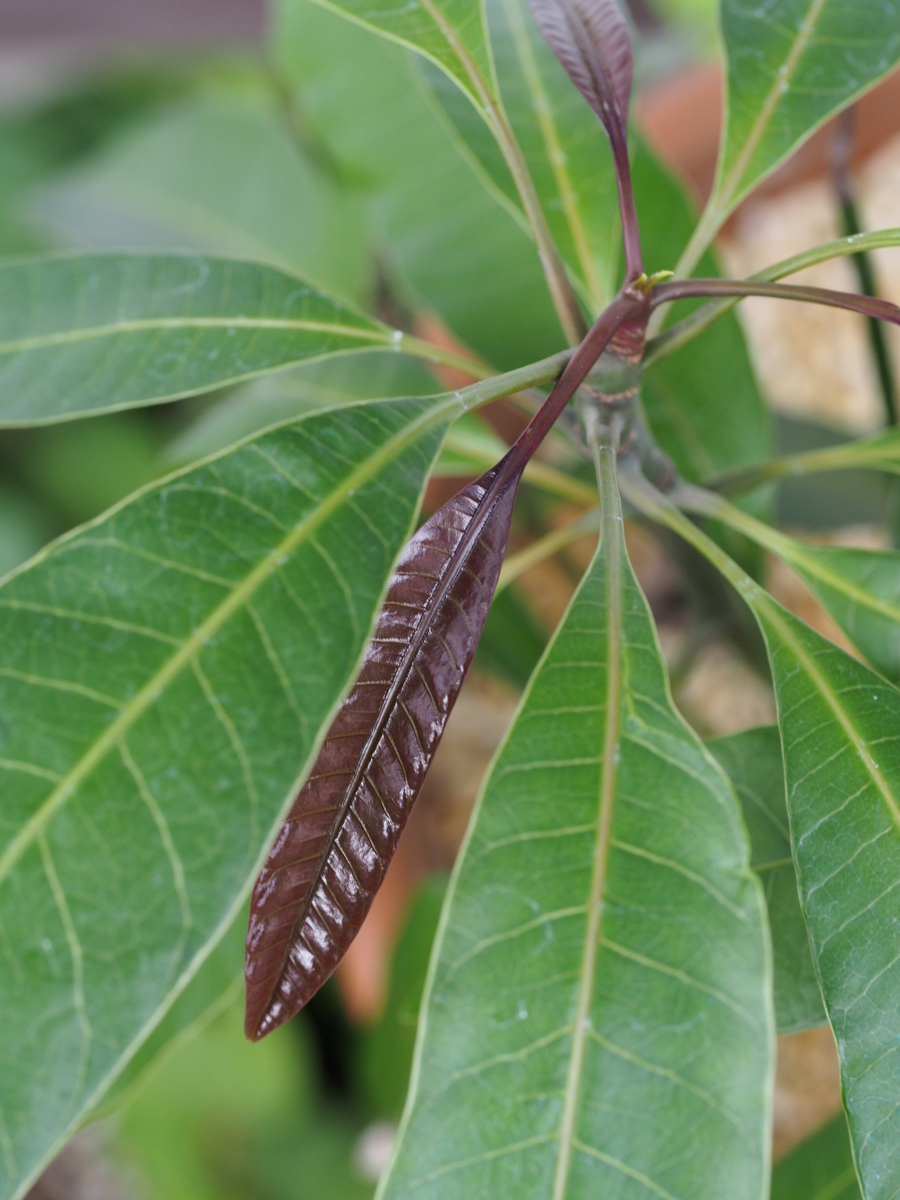 f:id:koro111koyampi:20190727135429j:plain