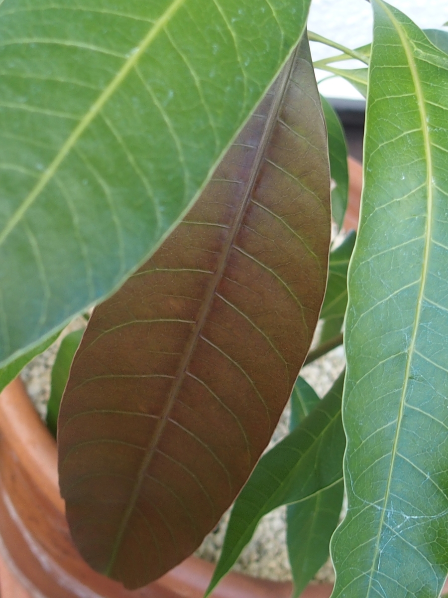 f:id:koro111koyampi:20190727143152j:plain