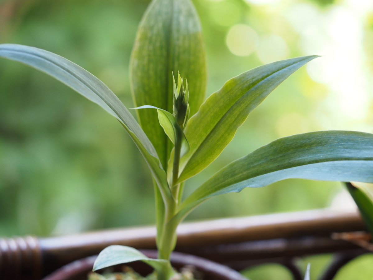 f:id:koro111koyampi:20190809205423j:plain