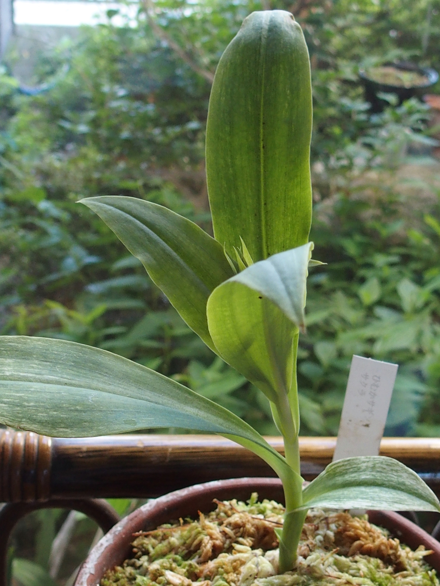 f:id:koro111koyampi:20190809205911j:plain