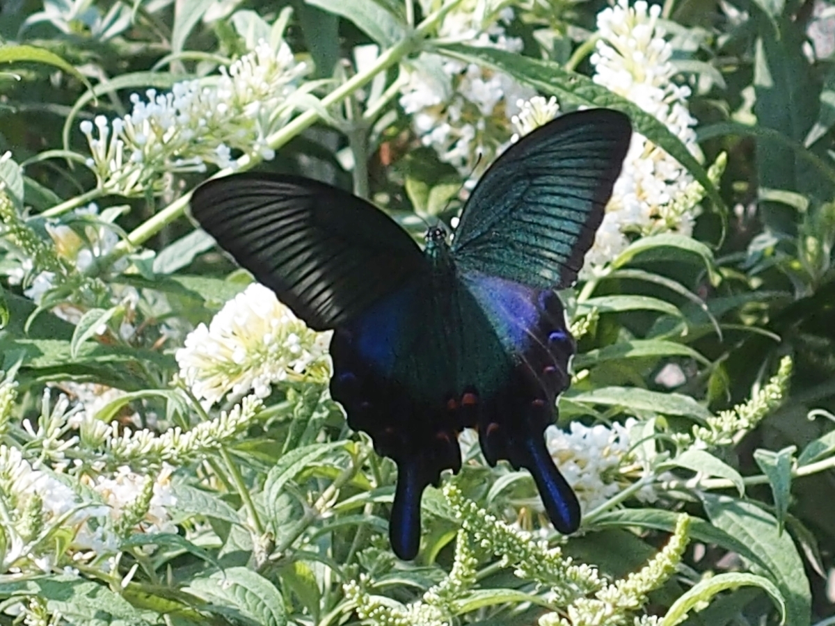 f:id:koro111koyampi:20190814160804j:plain