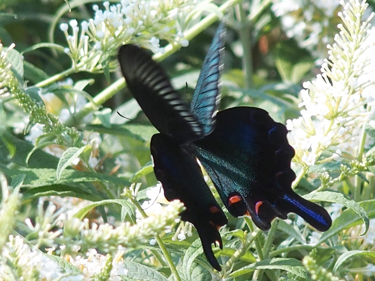 f:id:koro111koyampi:20190814160811j:plain