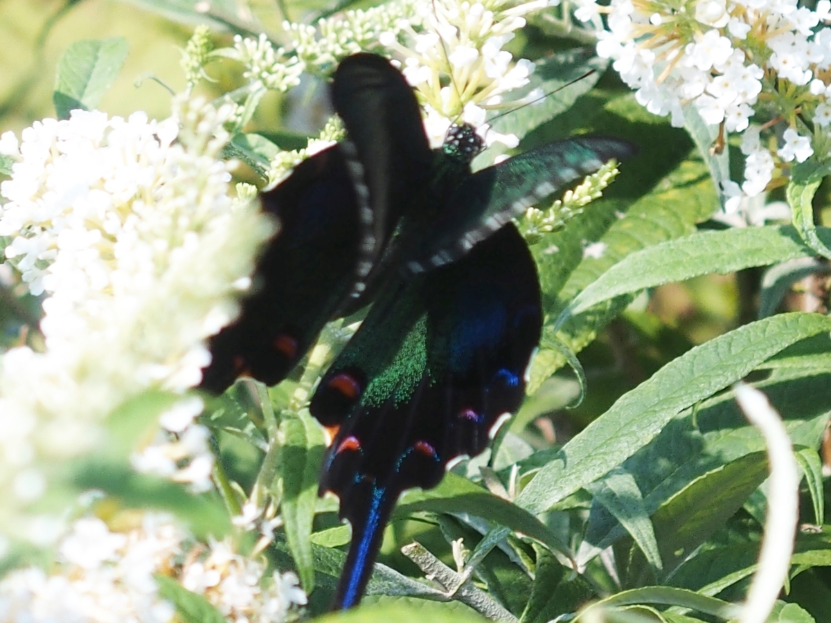 f:id:koro111koyampi:20190814160827j:plain