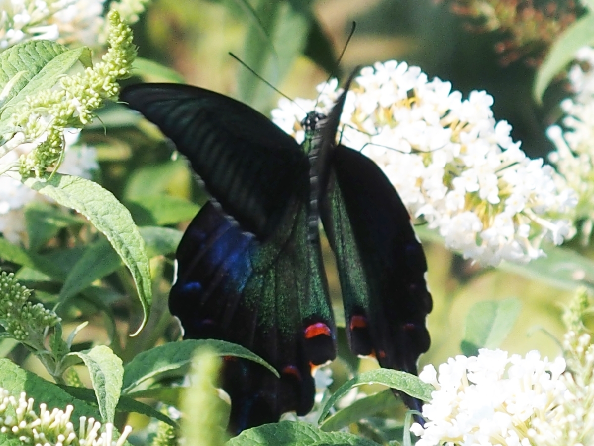 f:id:koro111koyampi:20190814160844j:plain