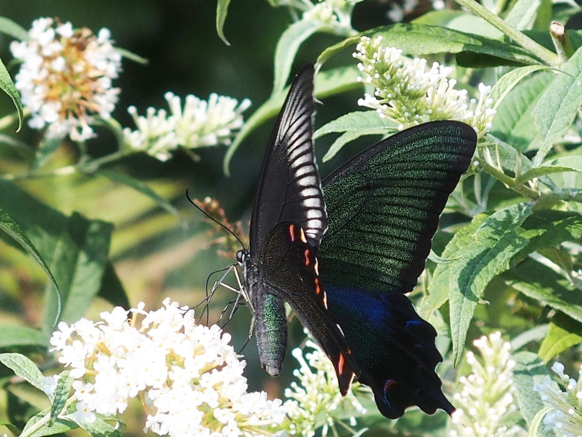 f:id:koro111koyampi:20190814161015j:plain