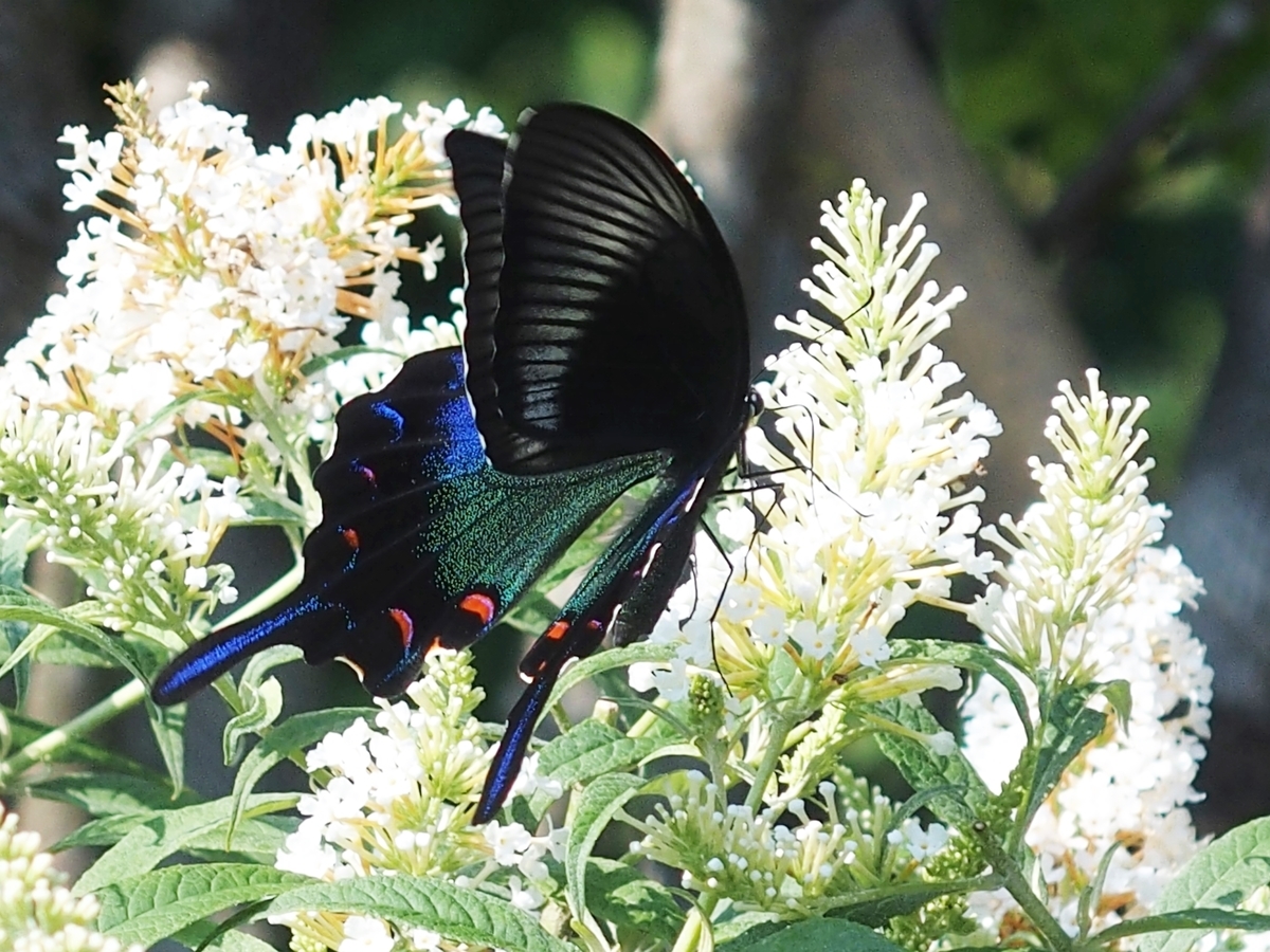 f:id:koro111koyampi:20190814161159j:plain