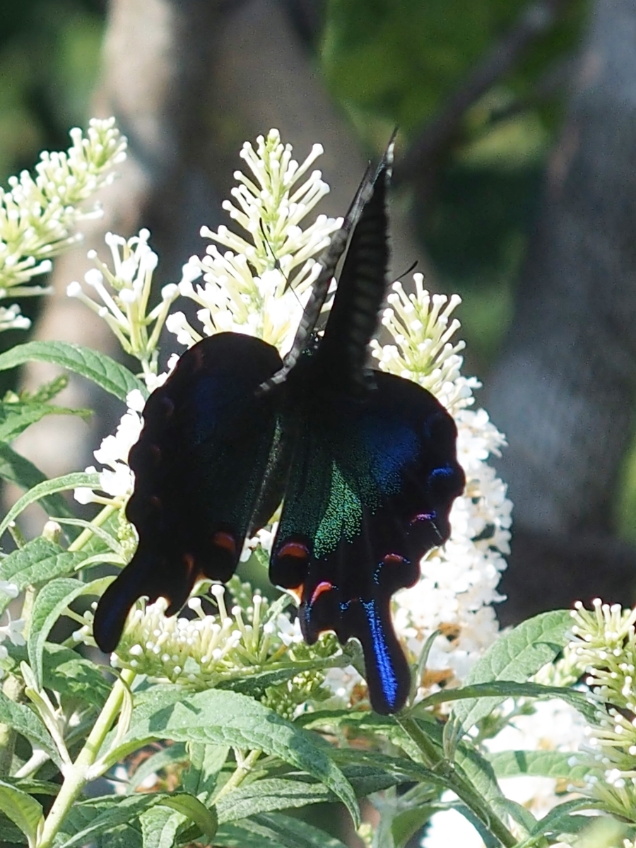 f:id:koro111koyampi:20190814161217j:plain