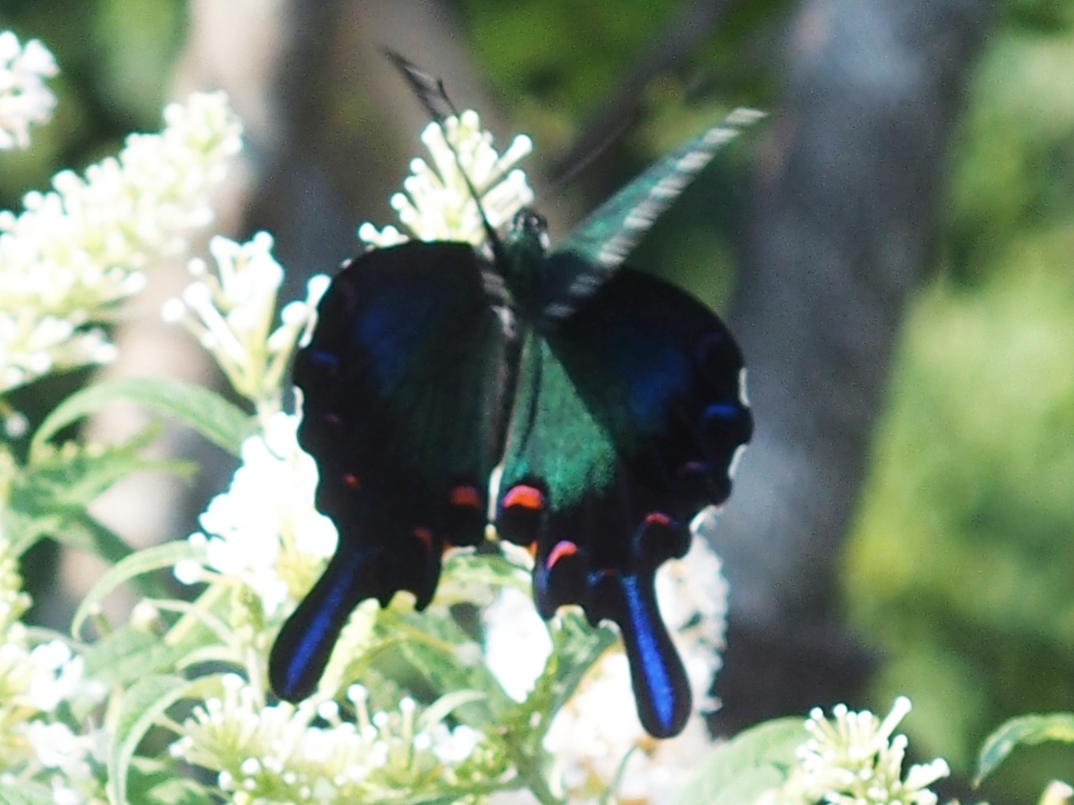 f:id:koro111koyampi:20190814161234j:plain