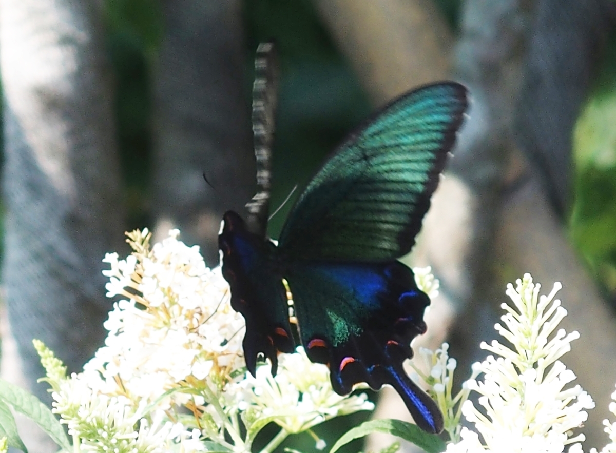 f:id:koro111koyampi:20190814161259j:plain