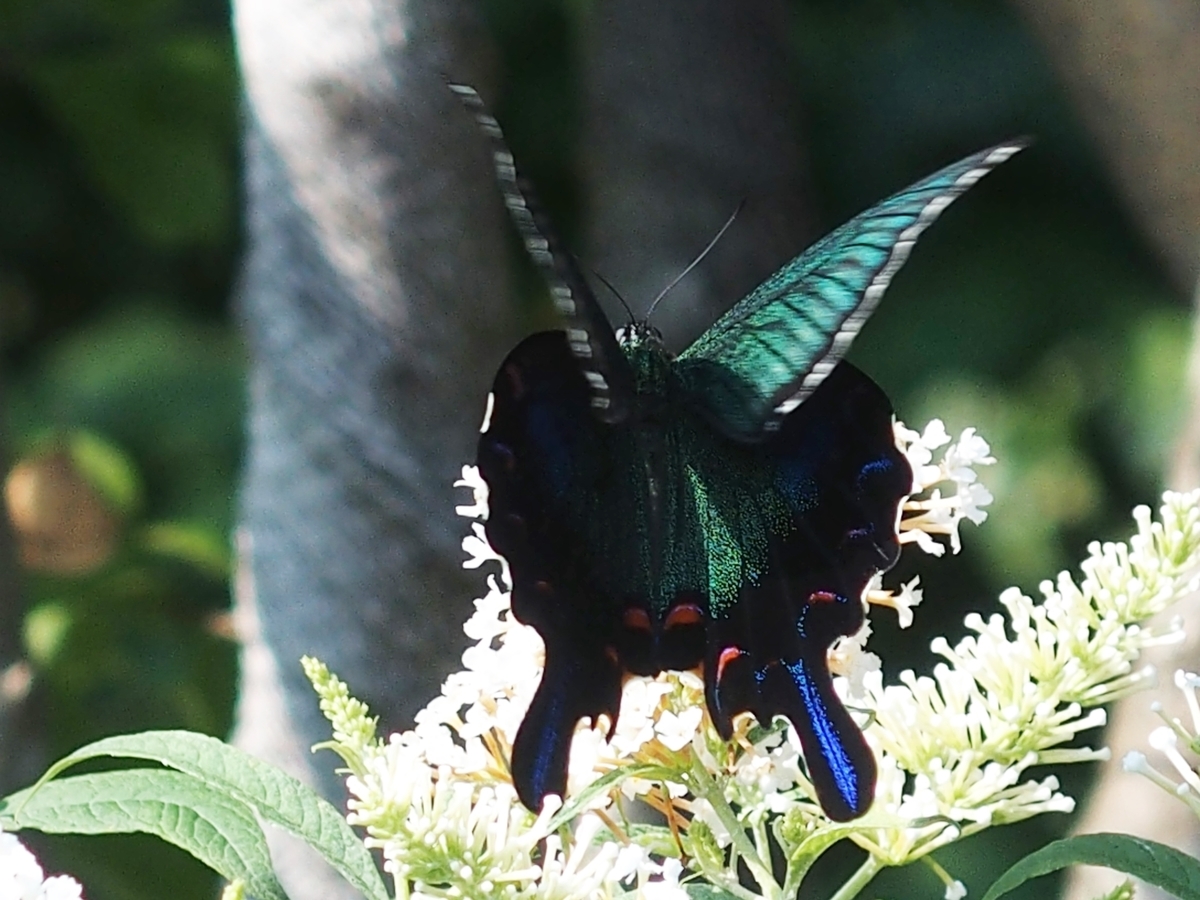 f:id:koro111koyampi:20190814161317j:plain