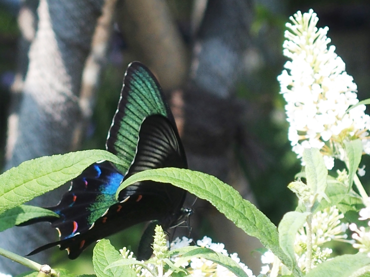 f:id:koro111koyampi:20190814161412j:plain