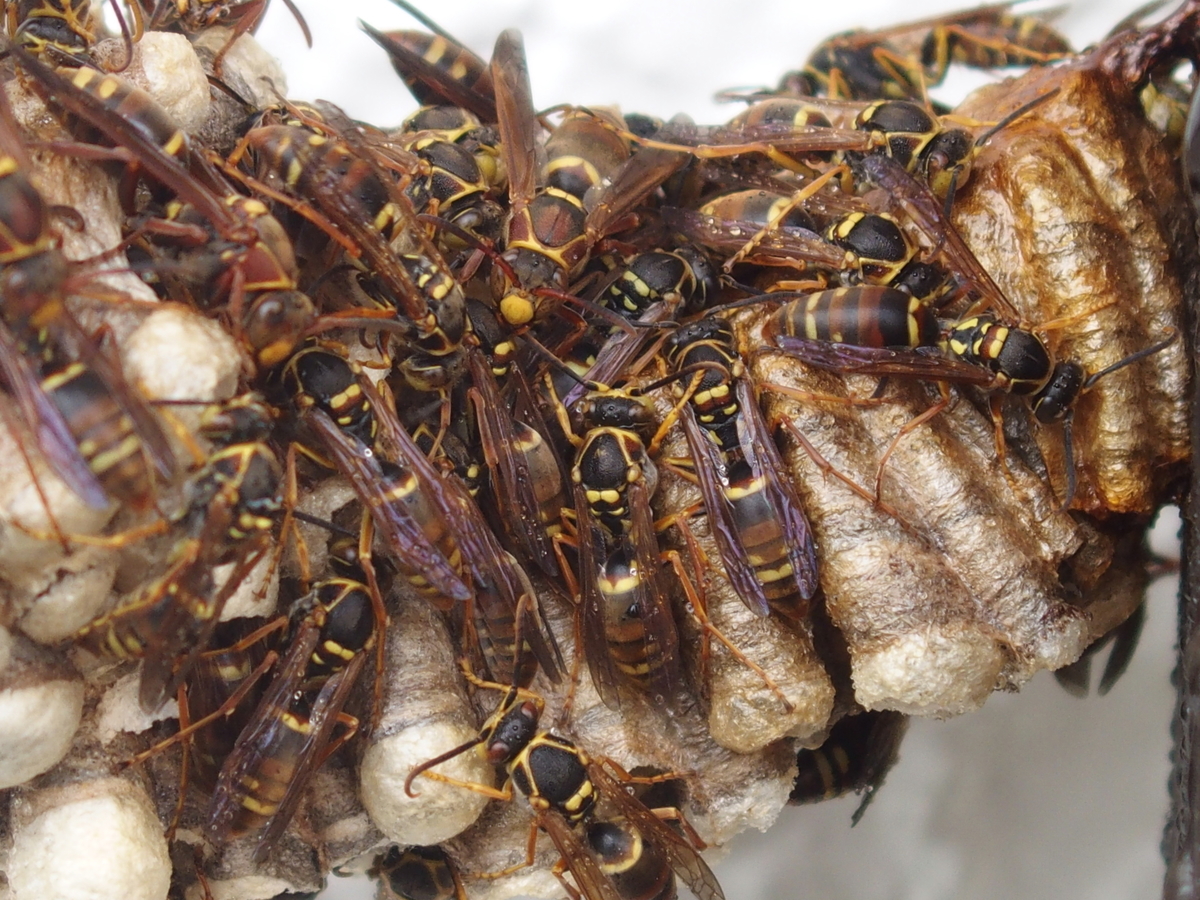 f:id:koro111koyampi:20190822205221j:plain