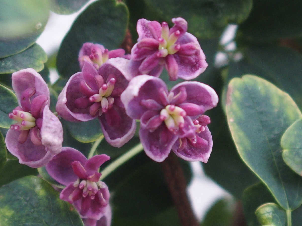 f:id:koro111koyampi:20190822205542j:plain