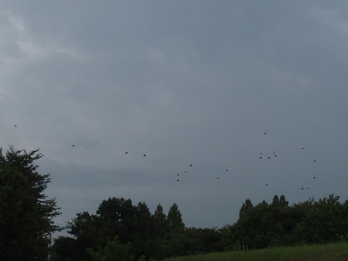 f:id:koro111koyampi:20190822205556j:plain