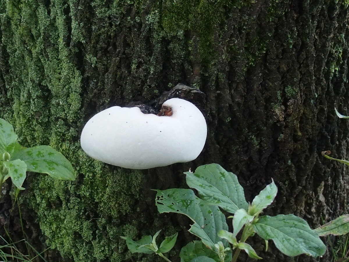 f:id:koro111koyampi:20190822205611j:plain